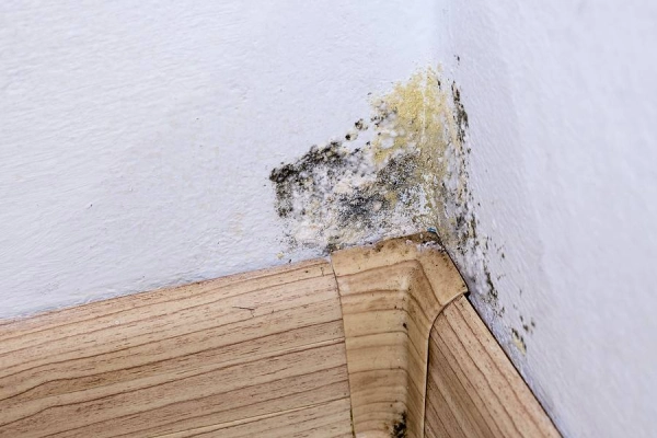 Mold growth on wall corner by baseboard.