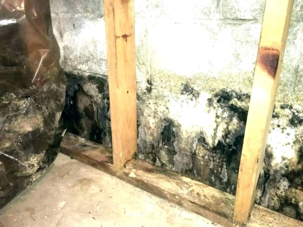 Mold on basement wall behind wooden beams.